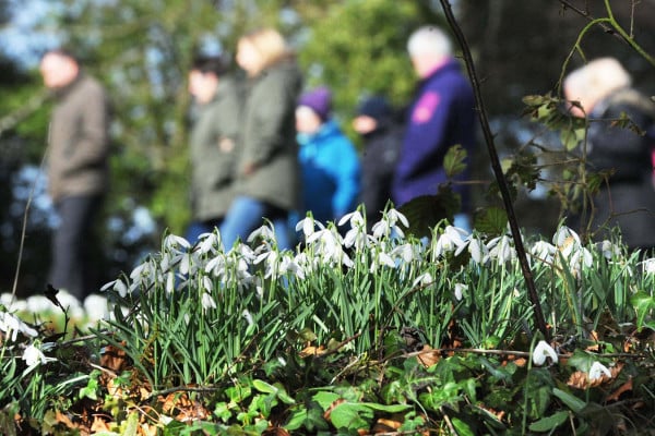 Transforming woodland & garden floors in February, our pick of the best National Trust snowdrop walks to help you get a closer look at the pearl-like blooms